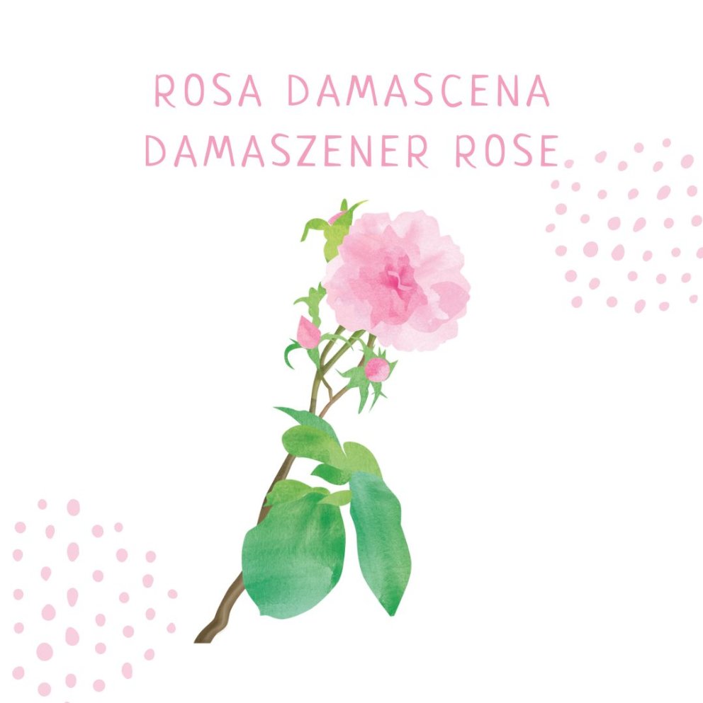 Damaszener Rose